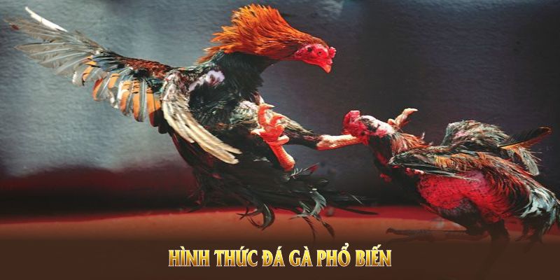 Khám phá trải nghiệm đá gà kèm nhiều ưu thế vượt trội, hấp dẫn ngay tại nền tảng